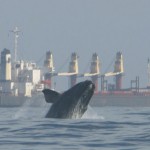 Right whale and ship image