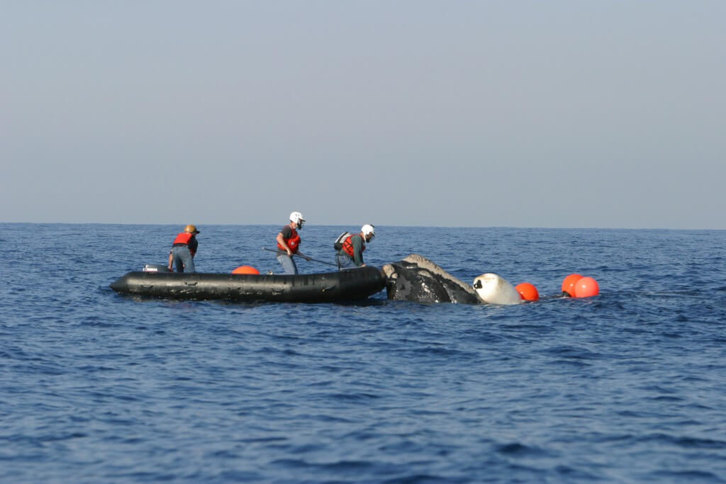 Right Whales And Entanglement In Fishing Gear - Marine Mammal Commission