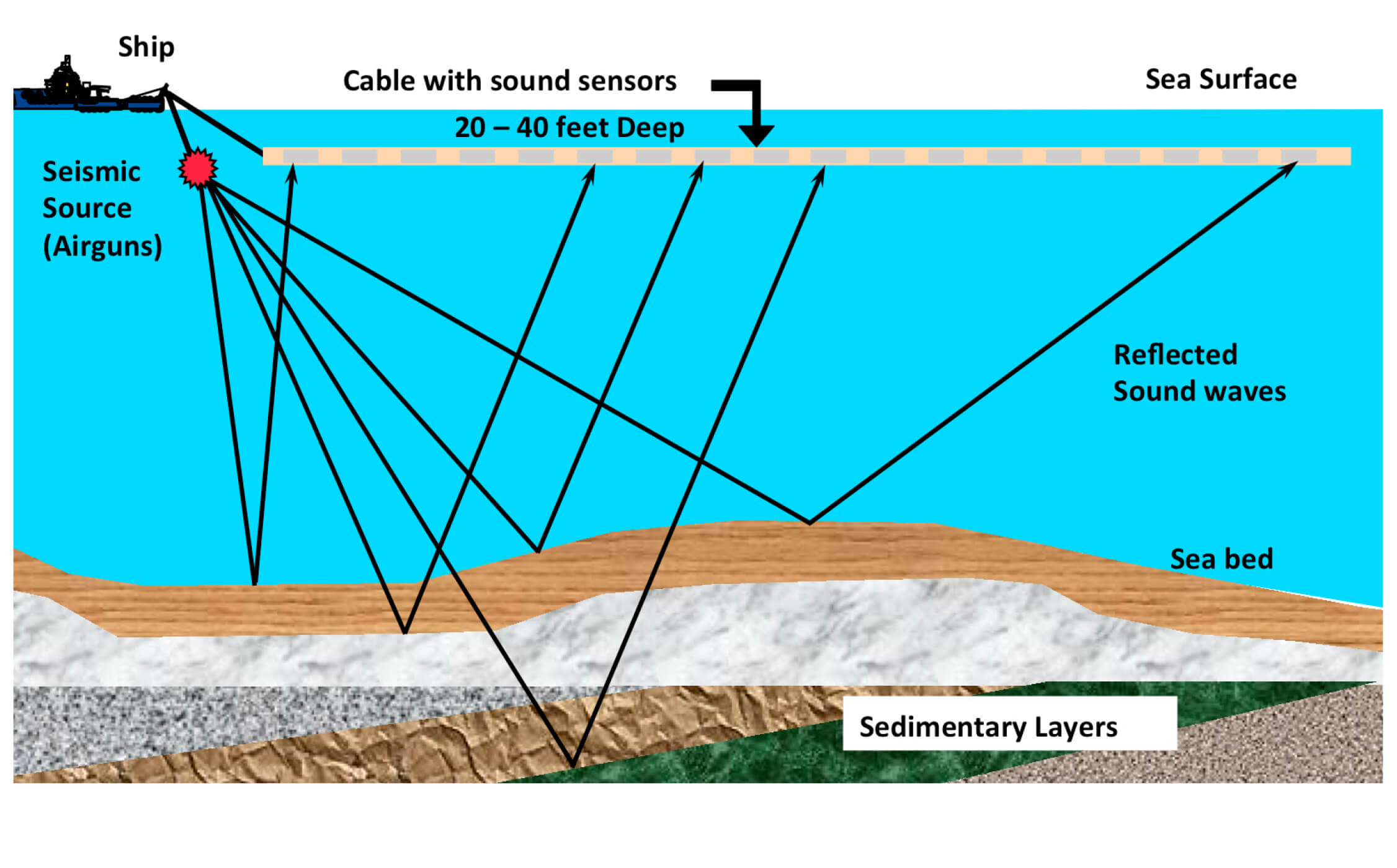 Oil And Gas Development And Marine Mammals Marine Mammal - 