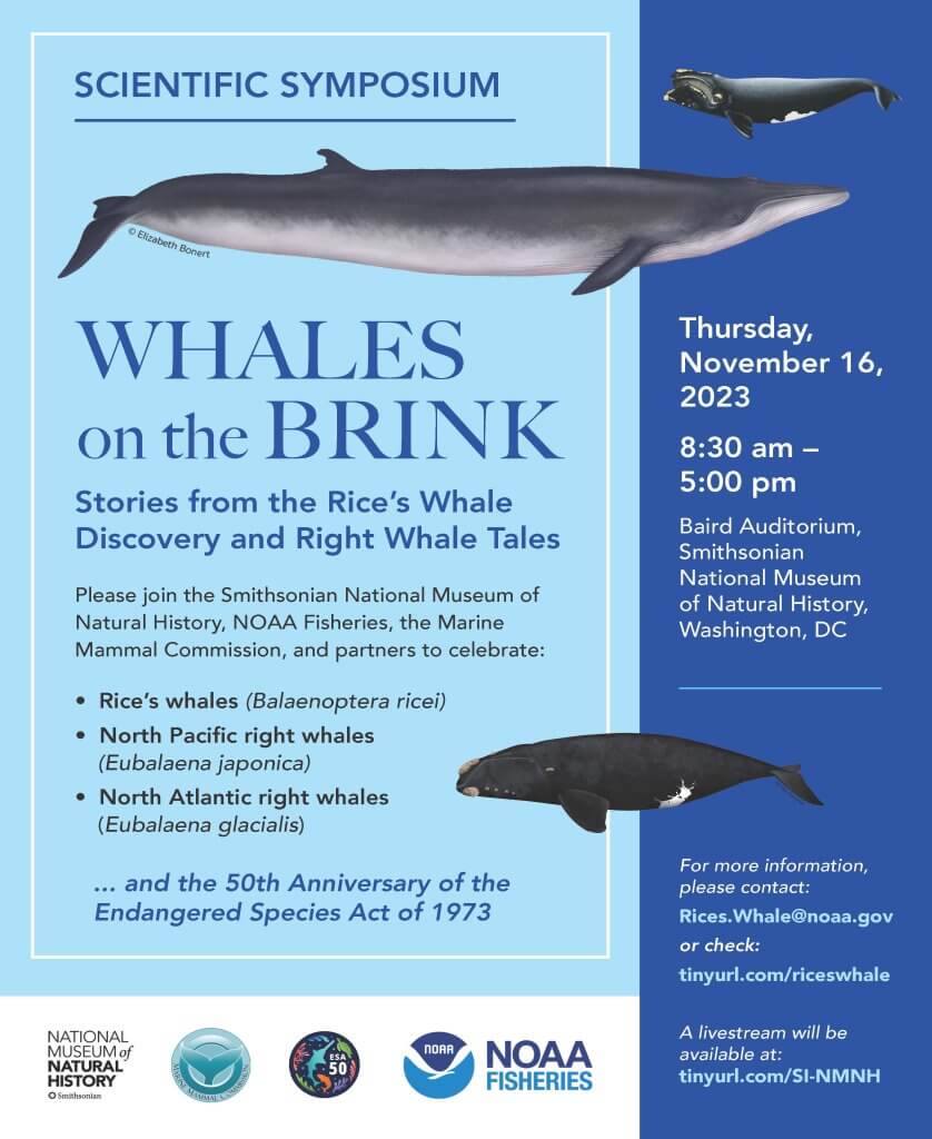 Rice's Whale - Marine Mammal Commission