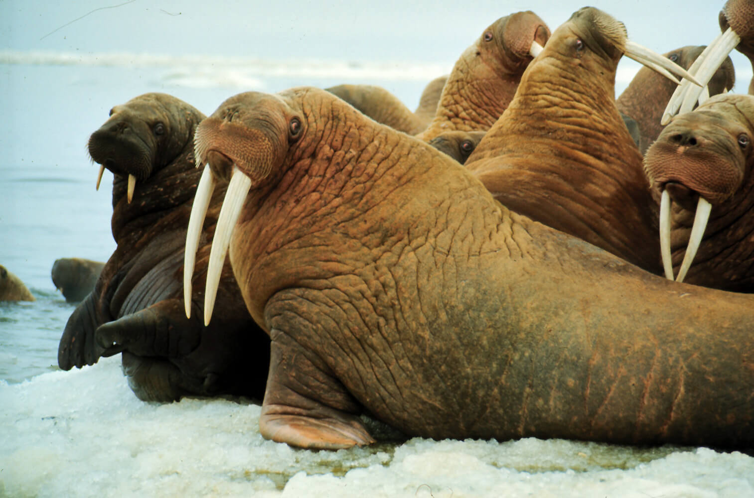 Climate Change and the Arctic - Marine Mammal Commission