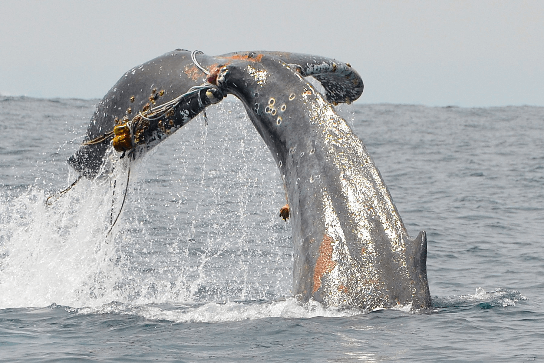 An entangled humpback whale slapping its tail minutes before it was finally freed from fishing gear by a NOAA Fisheries-led large whale entanglement response team (NOAA).