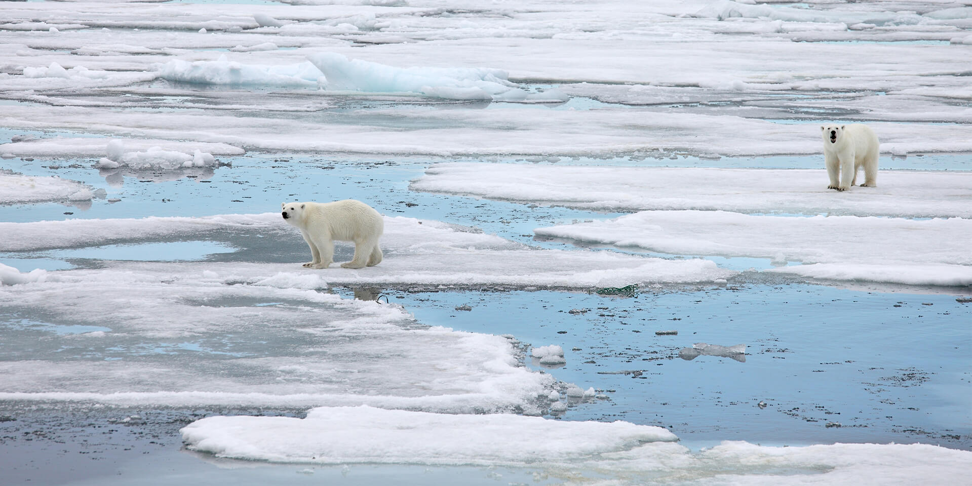 mmc-header-image-polar-bears - Marine Mammal Commission